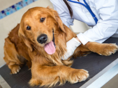 Dog at a vet checkup | Olean Veterinary Clinic in Olean, NY