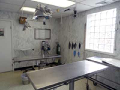 Veterinary exam room at Olean Veterinary Clinic in Olean, NY